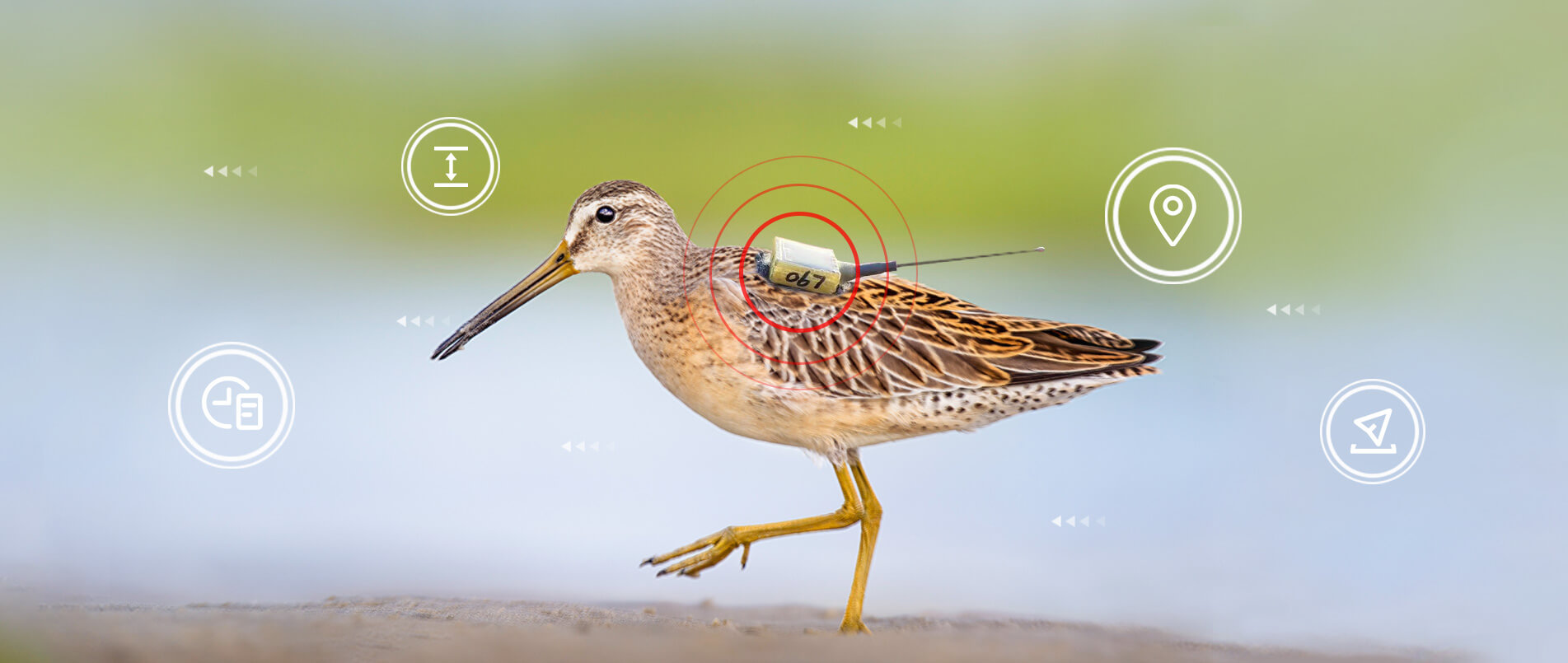 betf88通信物联网整体解决方案，助力小型鸟类实现全球追踪